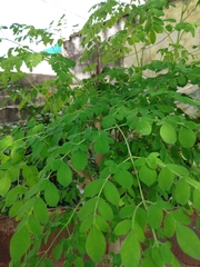Moringa oleifera