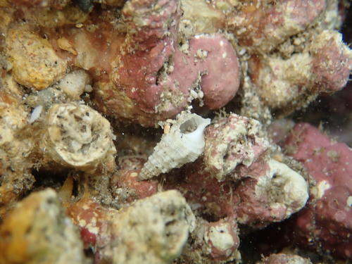 Cerithium columna observed 2026-03-03