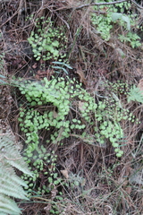Adiantum jordanii image