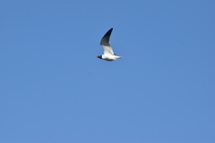 Leucophaeus atricilla