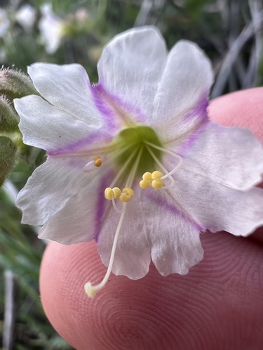 Desert wishbone-bush (Mirabilis laevis)