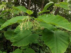 Reynoutria sachalinensis
