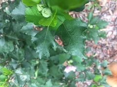 Aulacosternum nigrorubrum