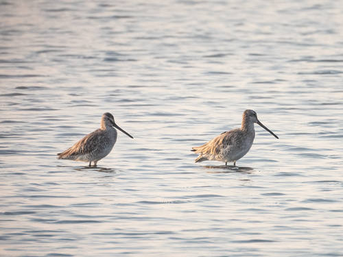 Asian Dowitcher (Limnodromus semipalmatus), photo 4