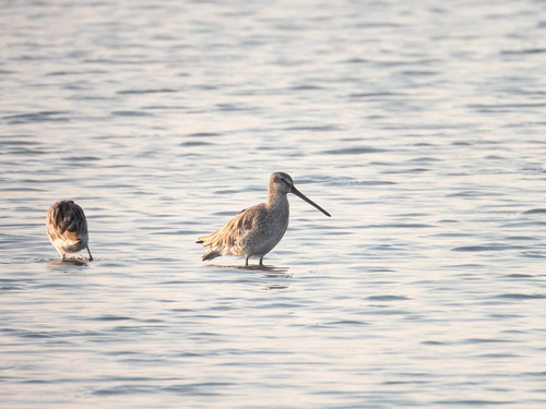 Asian Dowitcher (Limnodromus semipalmatus), photo 5