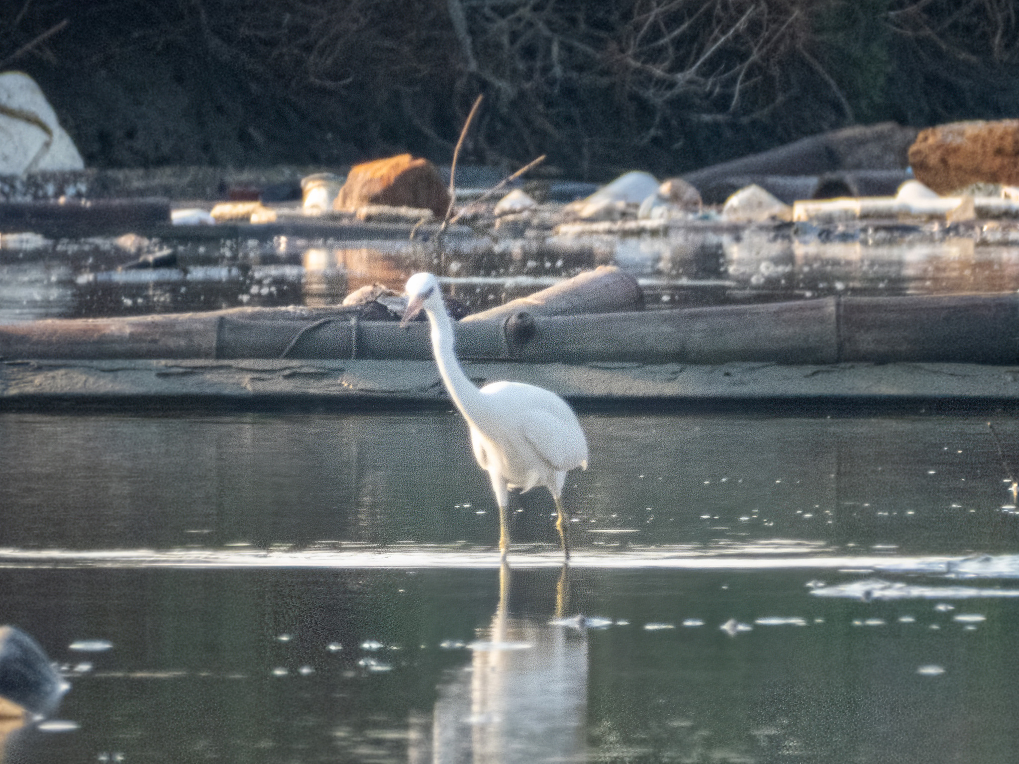 Chinese Egret (Egretta eulophotes), photo 2