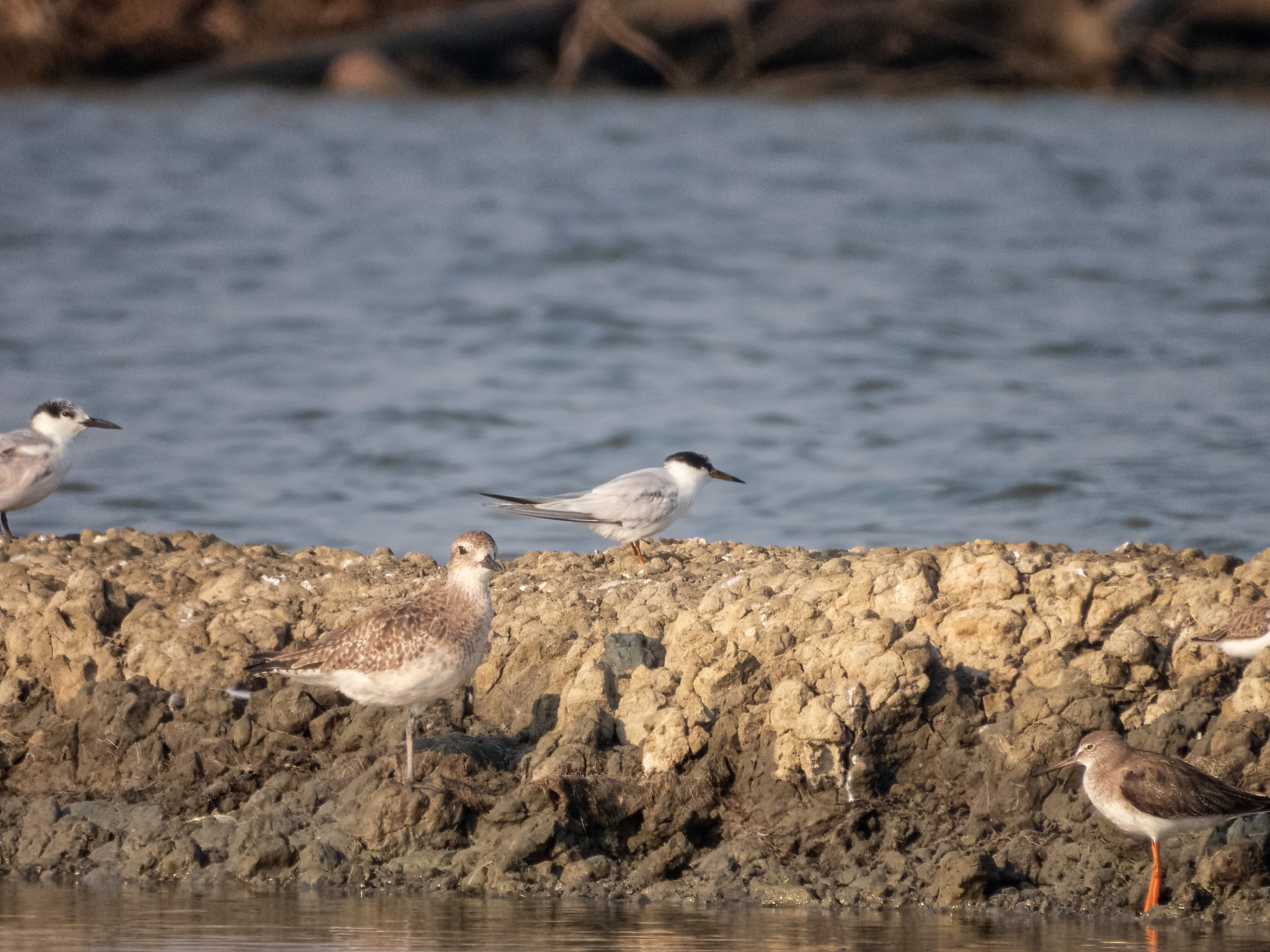 Little Tern (Sternula albifrons), photo 10