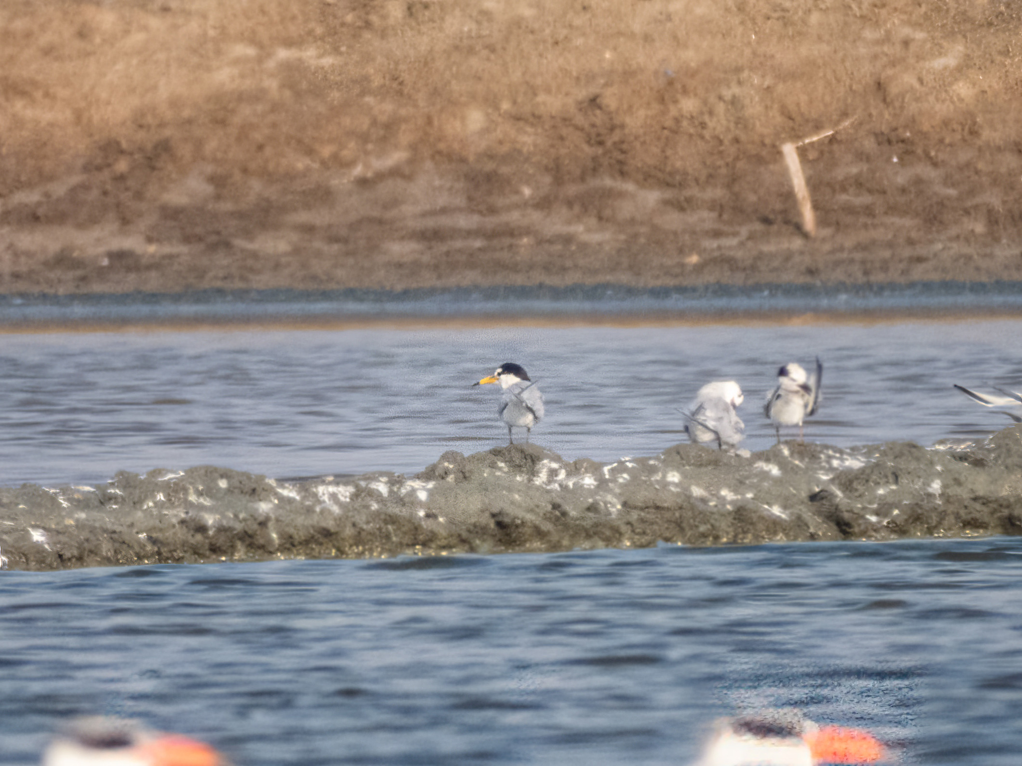 Little Tern (Sternula albifrons), photo 9