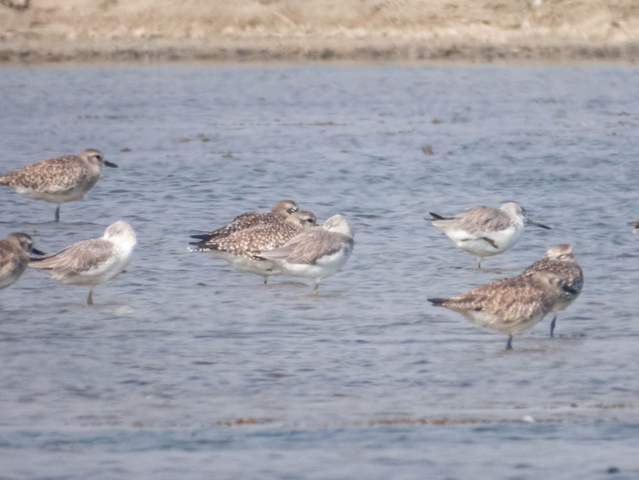 Nordmann's Greenshank (Tringa guttifer), photo 4