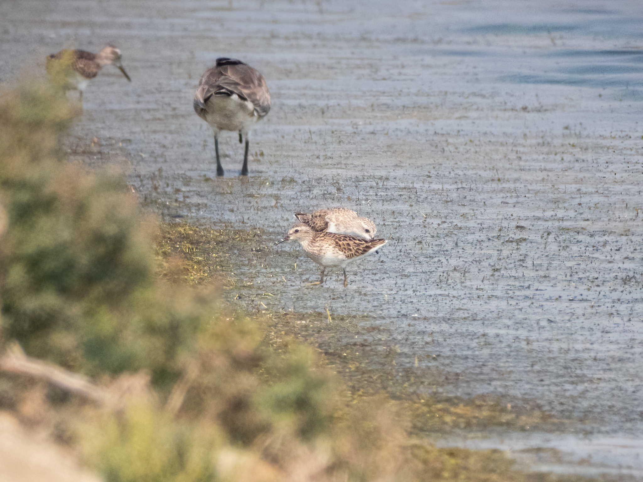 Long-toed Stint (Calidris subminuta), photo 5