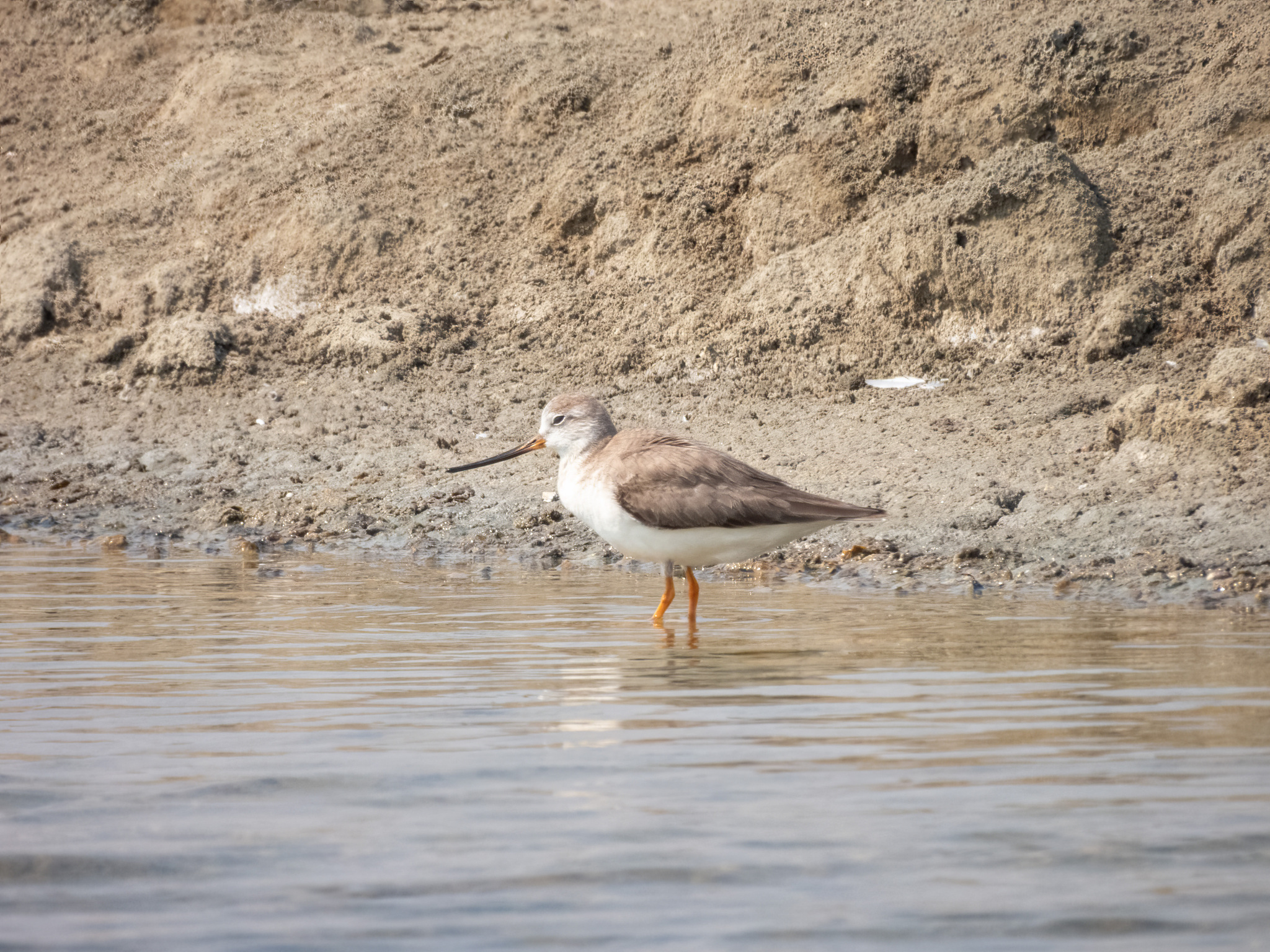Terek Sandpiper (Xenus cinereus), photo 4