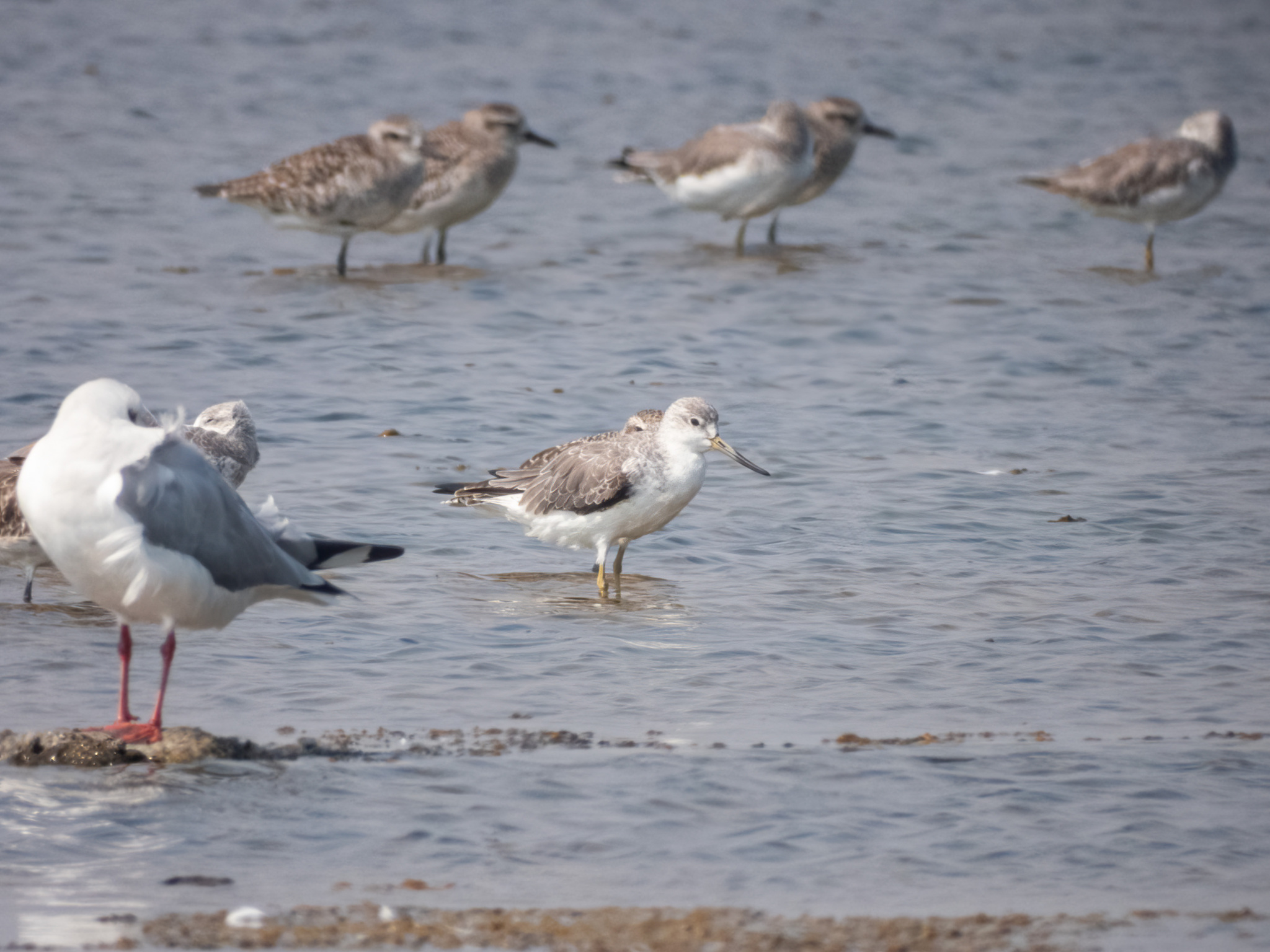 Nordmann's Greenshank (Tringa guttifer), photo 5