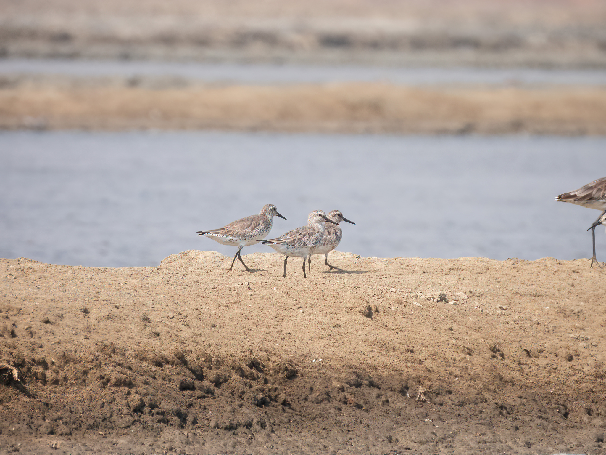 Great Knot (Calidris tenuirostris), photo 9
