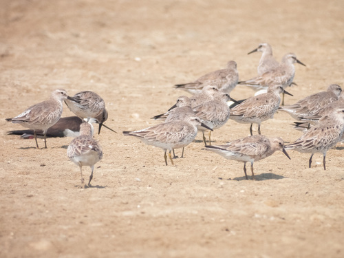 Great Knot (Calidris tenuirostris), photo 5
