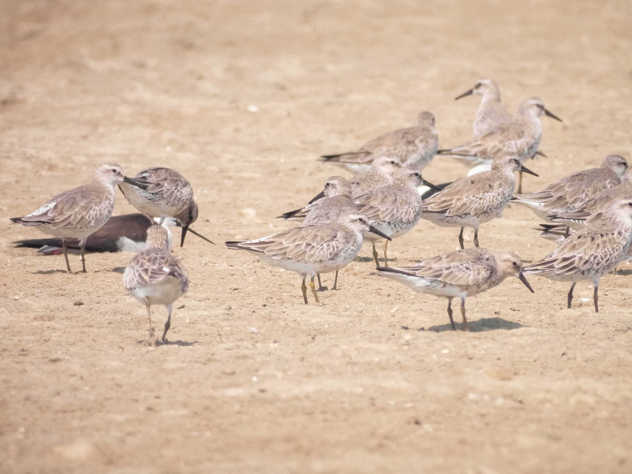 Great Knot (Calidris tenuirostris), photo 8