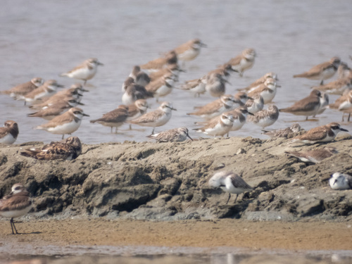 Broad-billed Sandpiper (Calidris falcinellus), photo 5