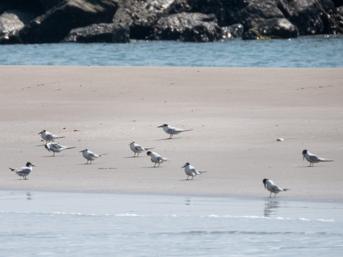 Little Tern (Sternula albifrons), photo 6