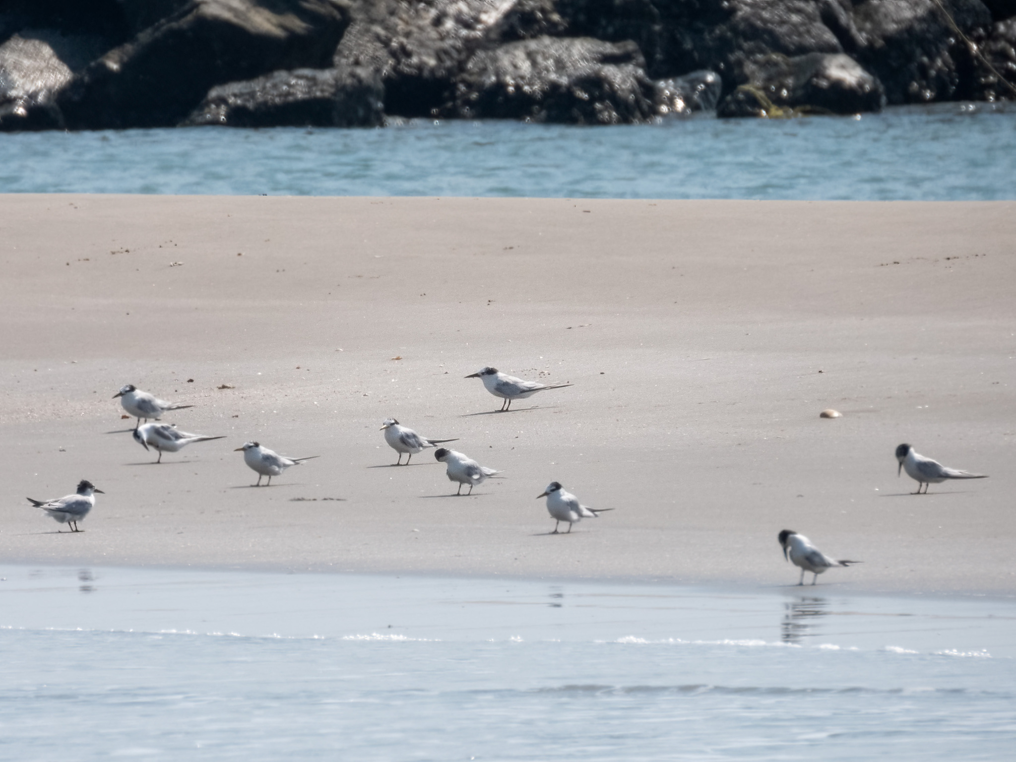 Little Tern (Sternula albifrons), photo 8