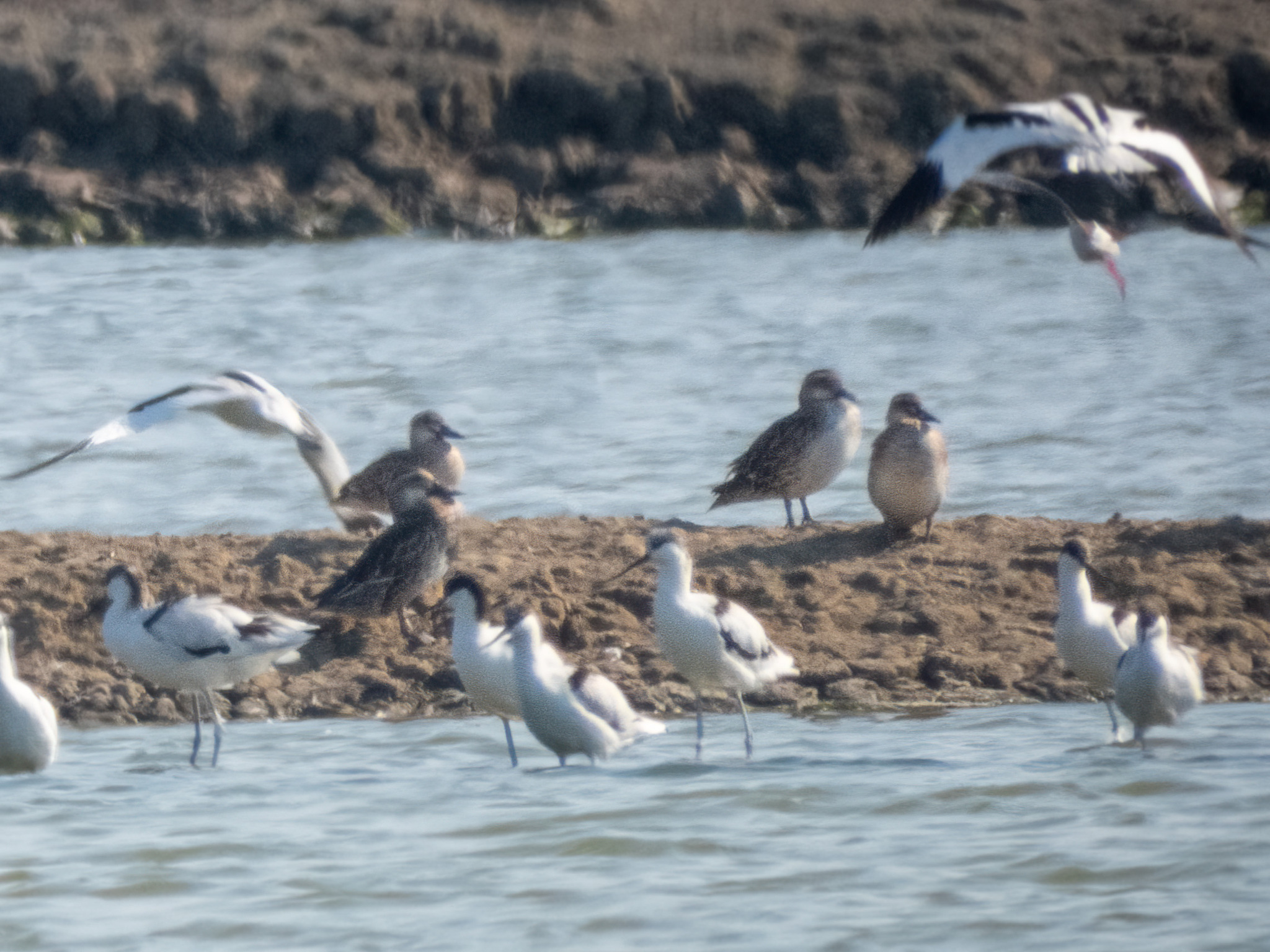 Garganey (Spatula querquedula), photo 5