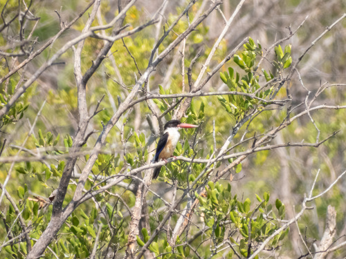 Black-capped Kingfisher (Halcyon pileata), photo 8