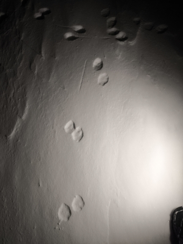 Raposa-do-ártico observed by alex_mo_ra