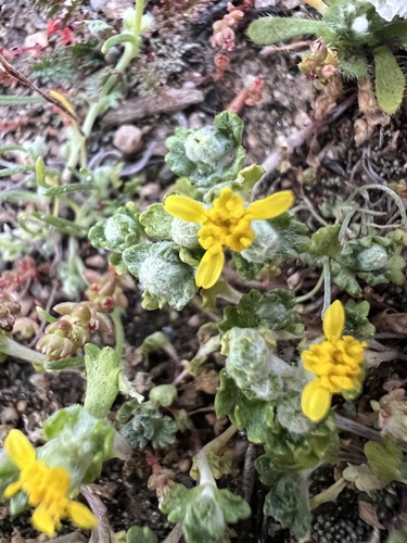 many-stem woolly sunflower (Eriophyllum multicaule)