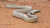 Shield-snouted Brown Snake - Photo (c) Owen Lishmund, some rights reserved (CC BY-NC), uploaded by Owen Lishmund