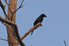 Crypsirina temia