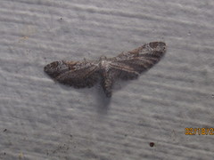 Eupithecia nevadata