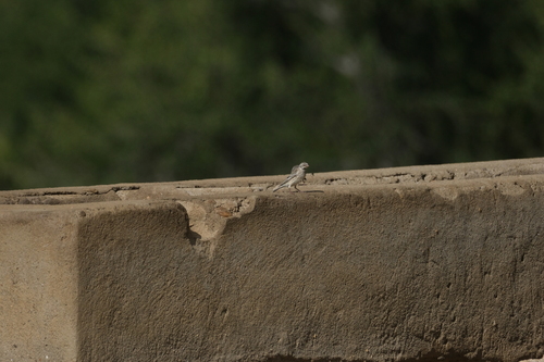 Black-throated Canary (Crithagra atrogularis), photo 10