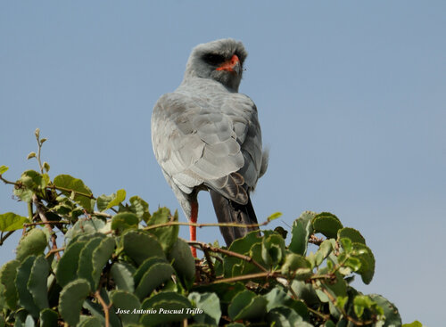Dark Chanting-Goshawk