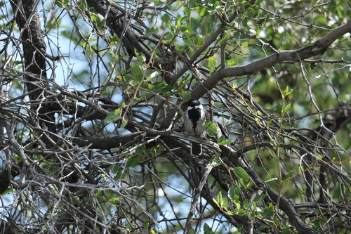 iNaturalist image