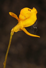 Utricularia cornuta