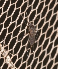 Aedes vigilax