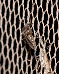 Aedes vigilax