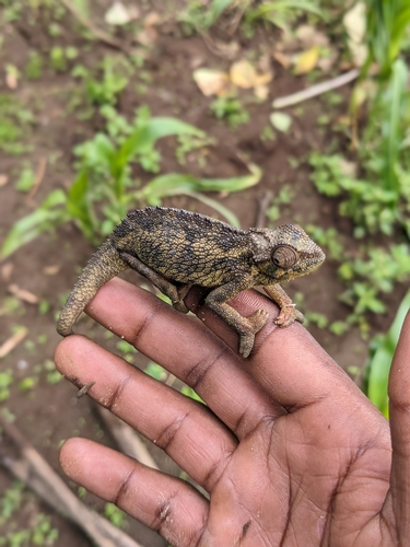 Coarse Chameleon