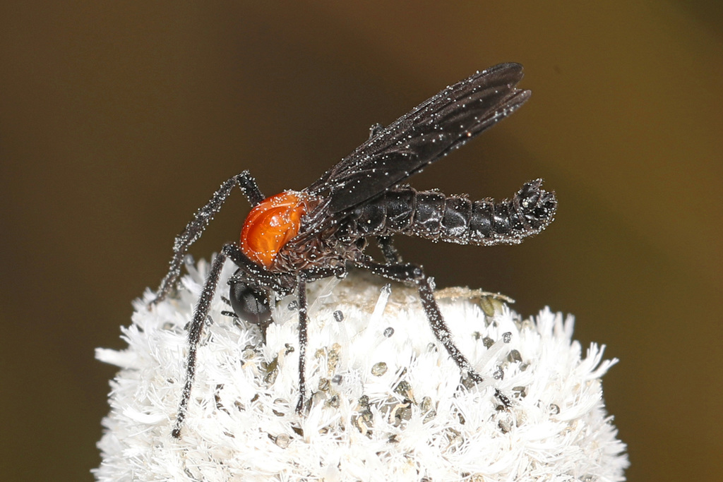 Pleciinae