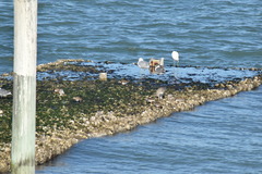 Leucophaeus atricilla