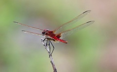 Urothemis assignata