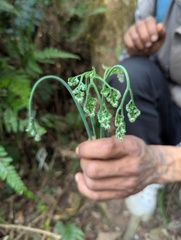 Diplazium esculentum, photograph (c) Sagnik Dutta Roy, some rights reserved (CC BY)