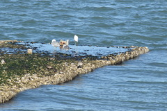 Leucophaeus atricilla