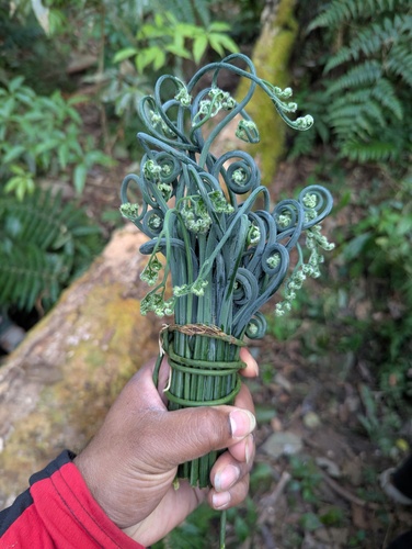 Diplazium esculentum