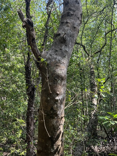 Indian Mangrove (Avicennia officinalis)
