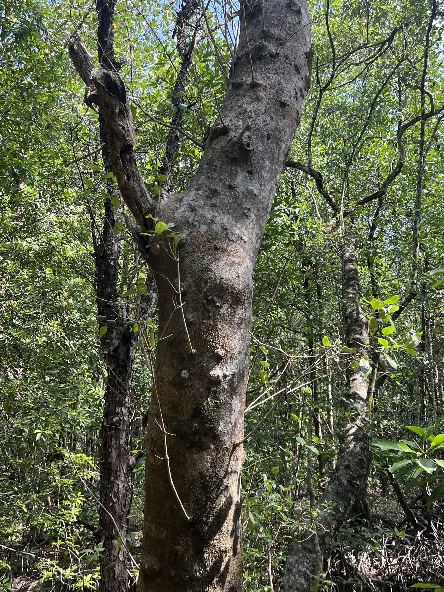 Indian Mangrove (Avicennia officinalis)