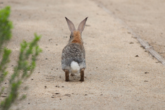 Desert Cottontail photo 3