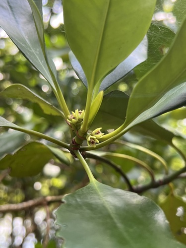 flat-leaved spurred mangrove (Ceriops decandra)