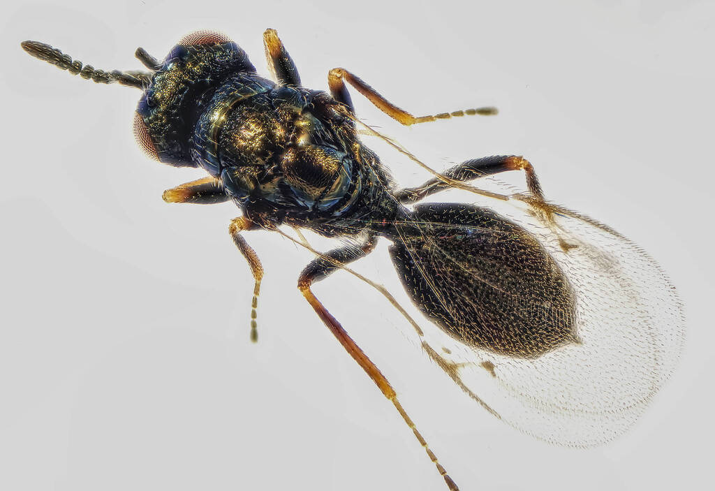 Asaphes vulgaris