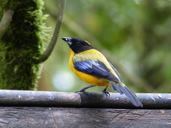 Anisognathus notabilis