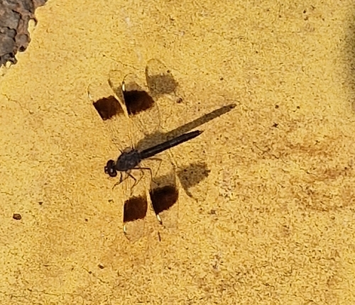 Northern Banded Groundling