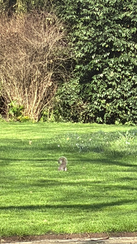 Eastern Gray Squirrel